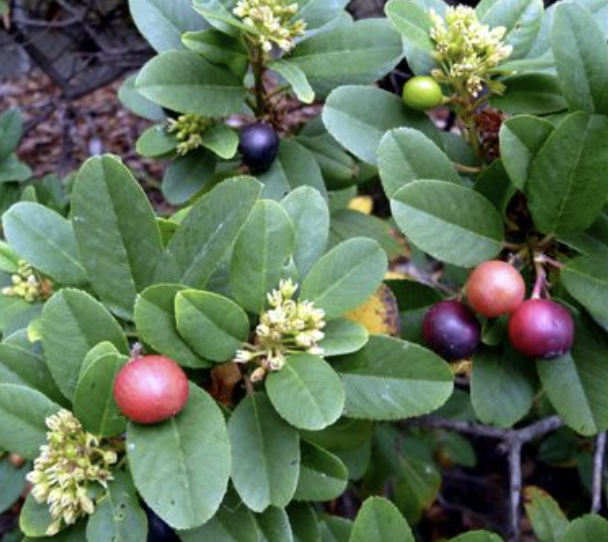 Rhamnus californica (California Coffeeberry)