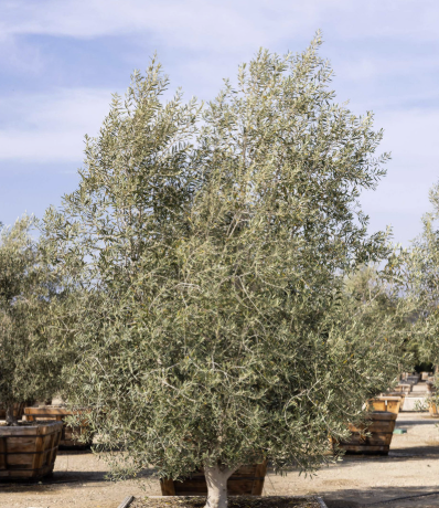 Olea europaea ‘Montra’ (Swan Hill Olive)