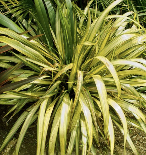 Phormium ‘Yellow Wave’