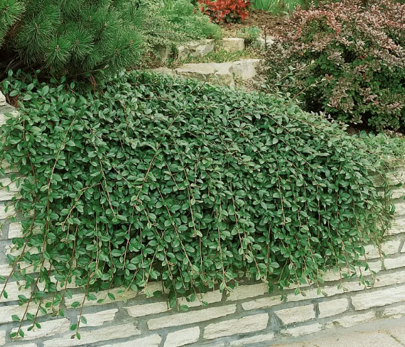 Cotoneaster ‘Queen of Carpets’