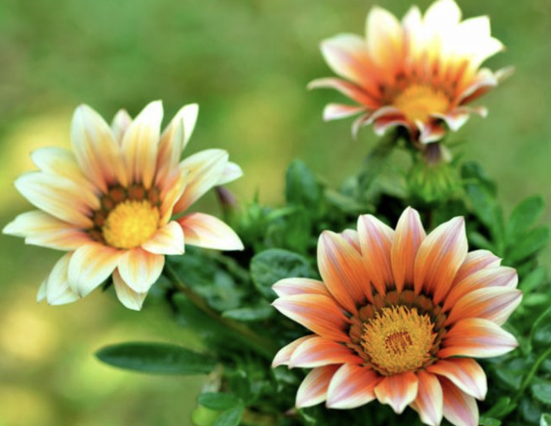 Gazania ‘Summer Orange’ (Treasure Flower)