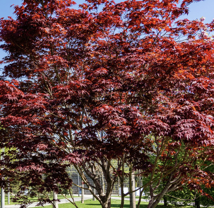 Acer palmatum ‘Emperor I’