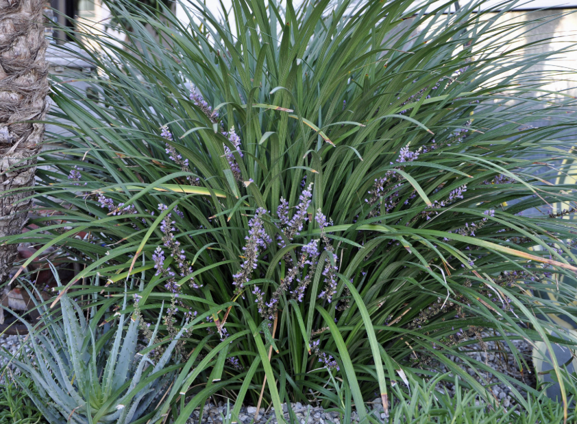 Liriope M. ‘Gigantea’ (Giant Lilyturf)