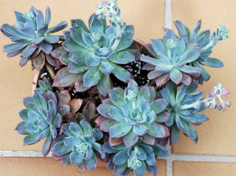 Echeveria ‘Blue Prince’