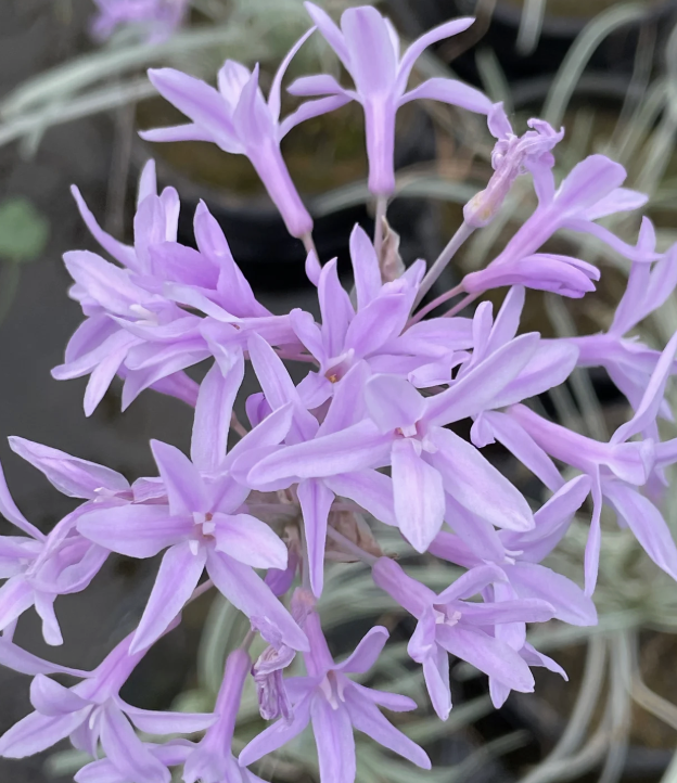 Tulbaghia violacea ‘Variegata’ (Society Garlic)