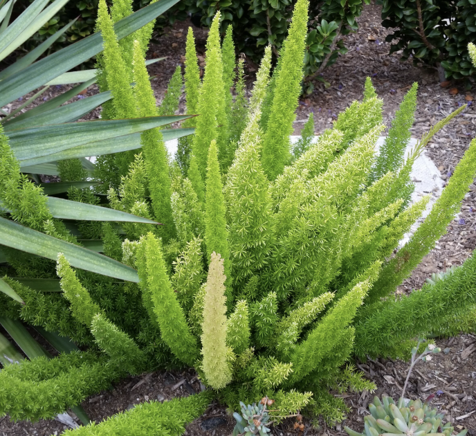 Asparagus D. ‘Myers’ (Foxtail Fern)