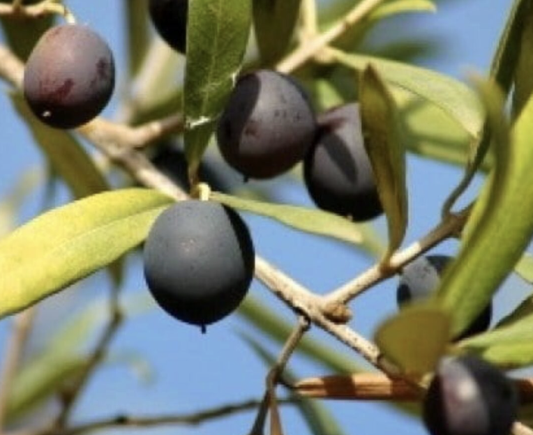 Olea europaea ‘Koroneiki’ (Standard Olive)