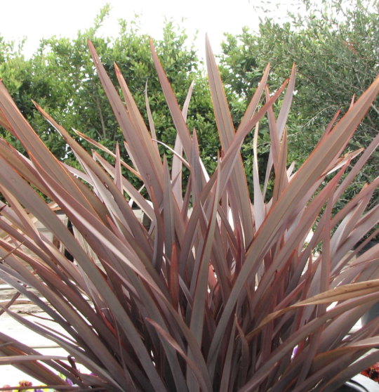 Phormium ‘Amazing Red’ (New Zealand Flax)