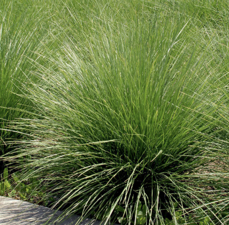 Festuca mairei (Atlas Fescue)