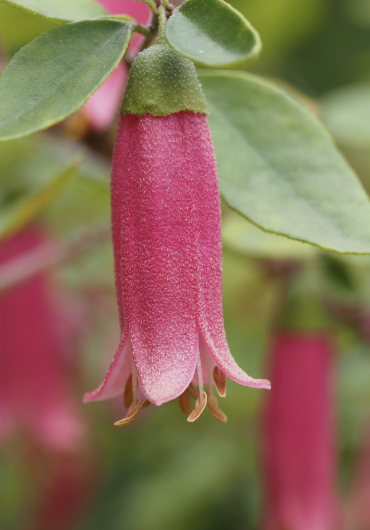 Correa ‘Carmine Bells’ (Australian Fuchsia)