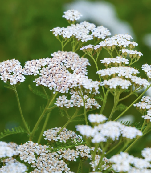 Achillea Millefolium (Common Yarrow)