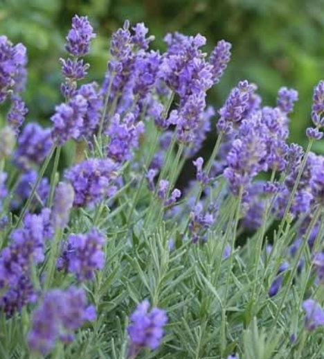 Lavandula I. ‘Phenomenal’ (Lavender)