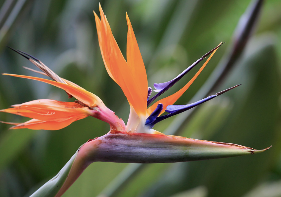 Strelitzia reginae (Bird of Paradise)