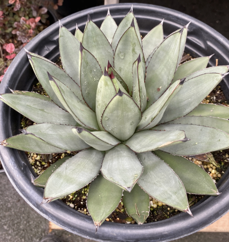 Agave ‘Blue Emperor’