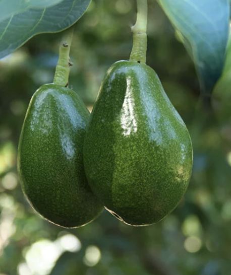 Persea americana ‘Fuerte’ (Avocado, Type B)