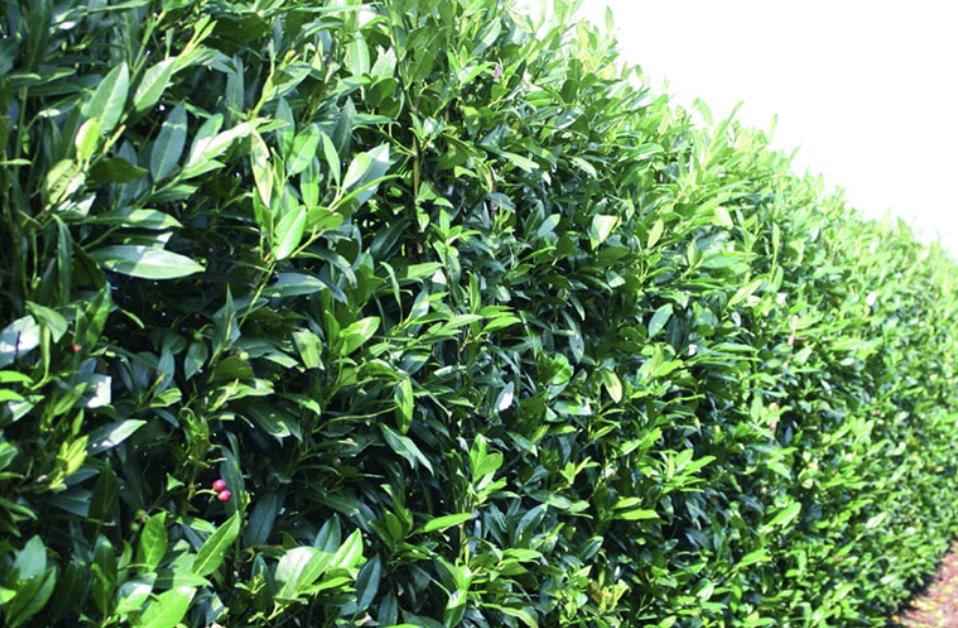 Prunus laurocerasus ‘Schipkaensis’ (Skip Laurel)