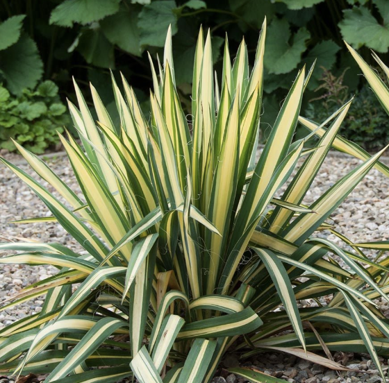 Yucca filamentosa ‘Golden Sword’