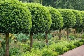 Prunus lusitanica (Portuguese Laurel)