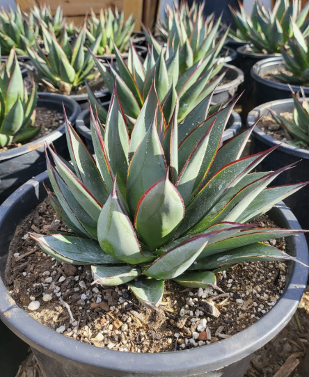 Agave ‘Blue Glow’