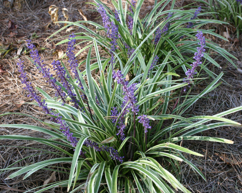 Liriope M. ‘Aztec Grass’