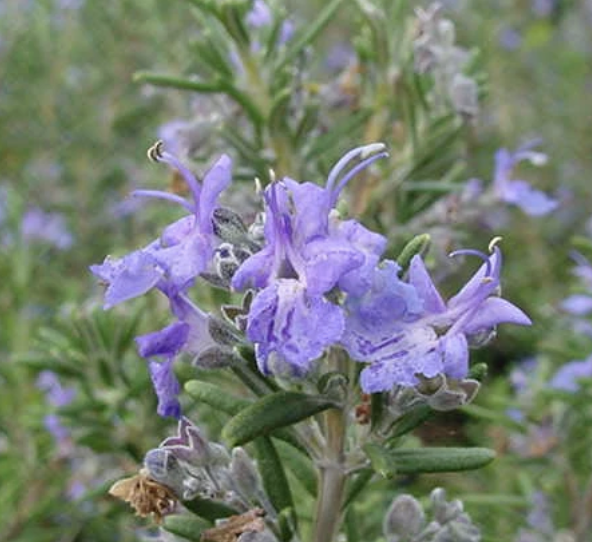Rosmarinus officinalis ‘Ken Taylor’ (Rosemary)