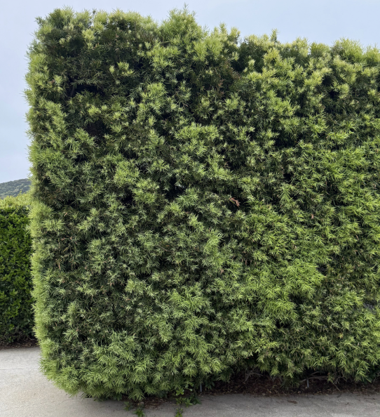 Podocarpus gracilior (Fern Pine)