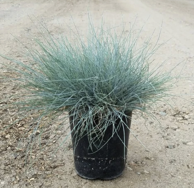 Festuca C. ‘Serpentine Blue’ (California Fescue)