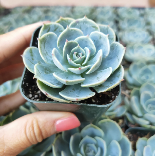 Echeveria Imbricata (Blue Rose Echeveria)
