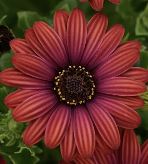 Osteospermum ‘Zion Red’ (African Daisy)