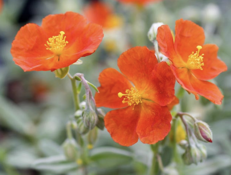 Helianthemum ‘Henfield Brilliant’ (Rock Rose)