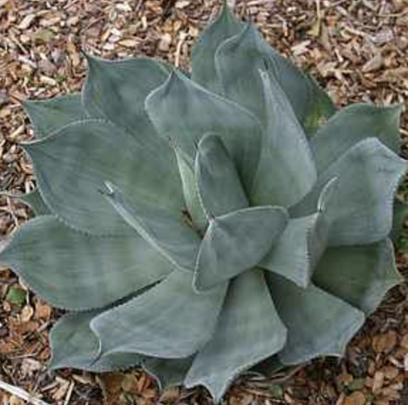 Agave celsii ‘Nova'