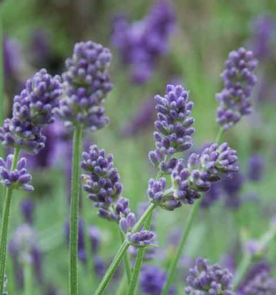 Lavandula × intermedia ‘Provence’ (Lavender)