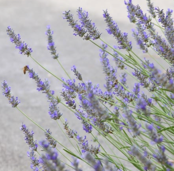 Lavandula I. ‘Grosso’ (Lavandin Lavender)