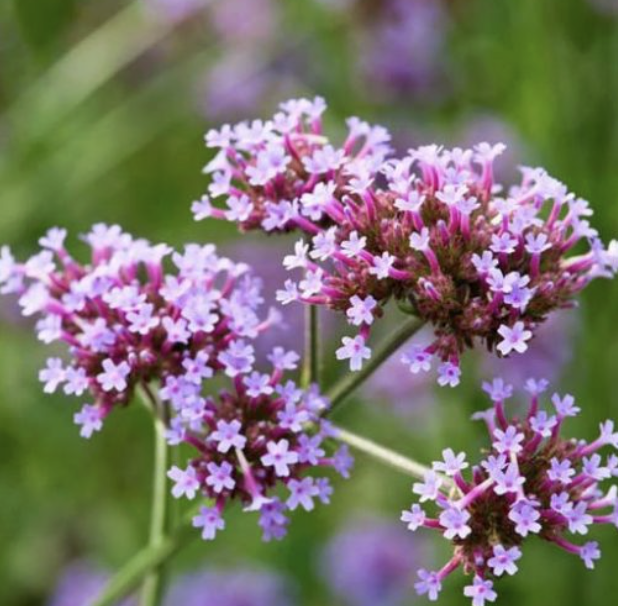 Verbena bonariensis (Tall Verbena / Purpletop Vervain)