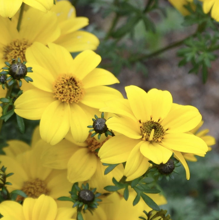 Bidens ‘Bee Giant Yellow’