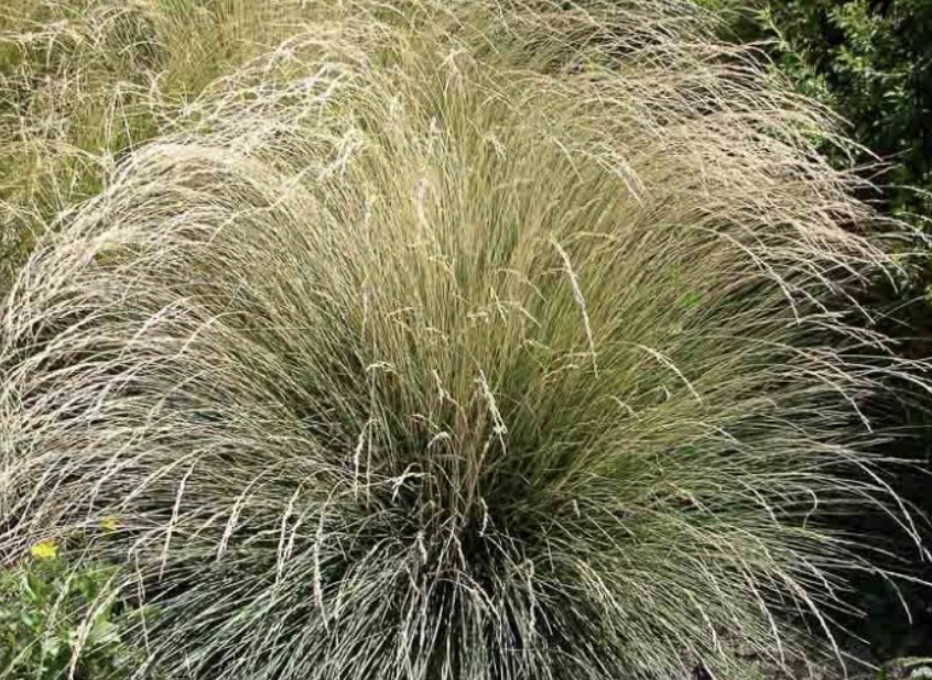 Festuca Mairei (Atlas Fescue)