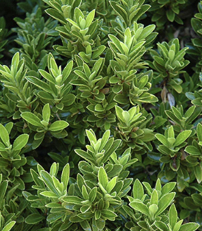 Euonymus japonicus ‘Microphyllus’