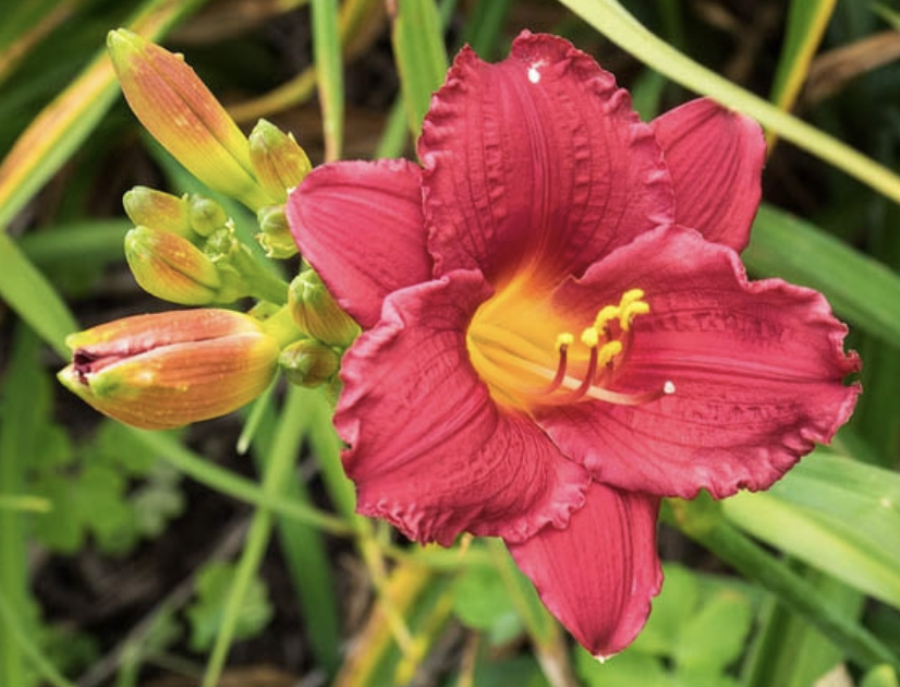 Hemerocallis ‘Little Business’ (Daylily)