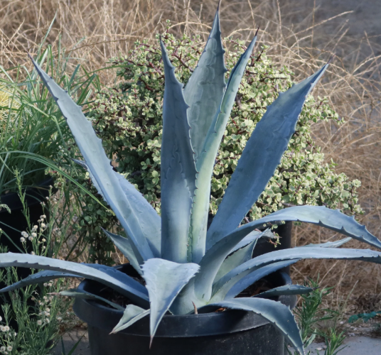Agave americana (Century Plant)