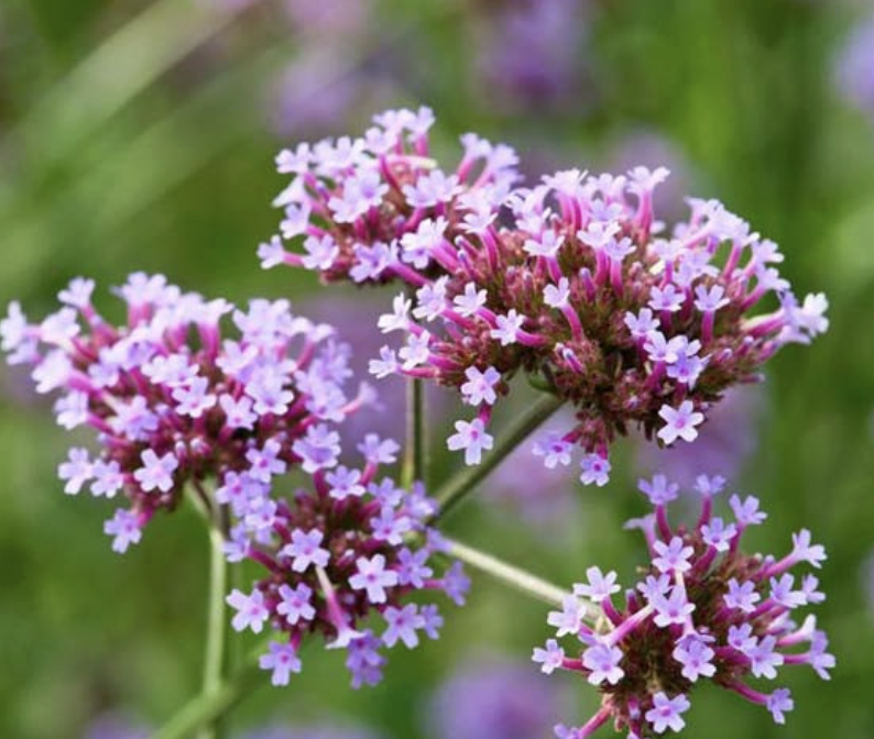 Verbena bonariensis (Tall Verbena)