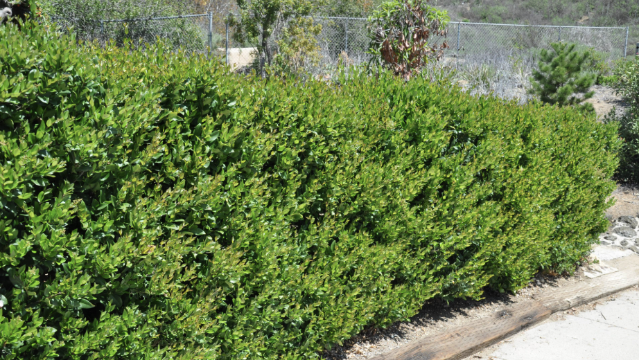 Ligustrum japonicum ‘Texanum’