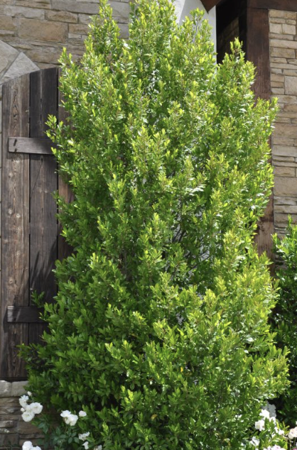 Prunus caroliniana ‘Compacta’