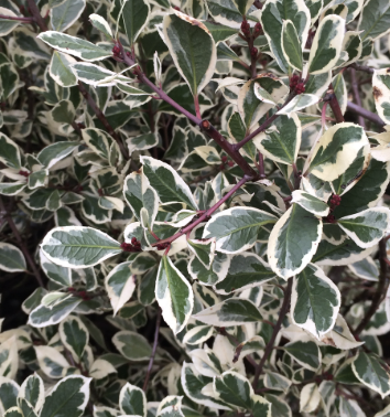 Rhamnus alaternus ‘Variegata’