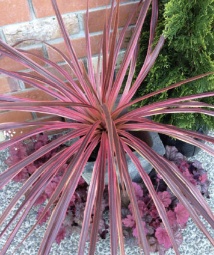 Cordyline australis ‘Salsa’