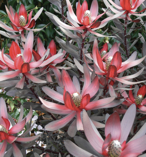 Leucadendron ‘Ebony’ (Conebush)
