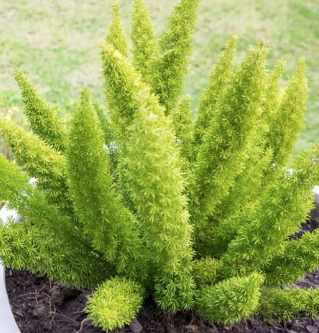 Asparagus densiflorus ‘Myersii’ (Foxtail Fern)