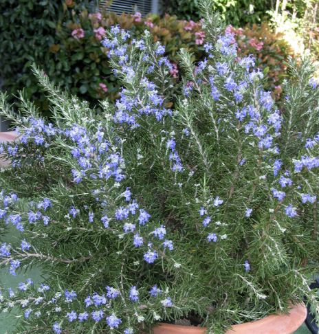 Rosmarinus officinalis ‘Roman Beauty’ (Rosemary)