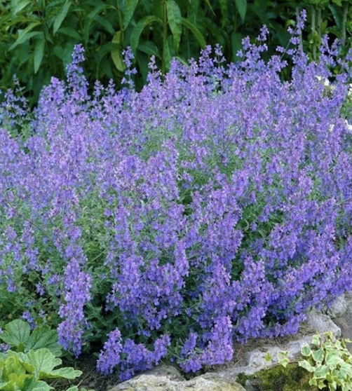 Nepeta F. ‘Dropmore’ (Catmint)