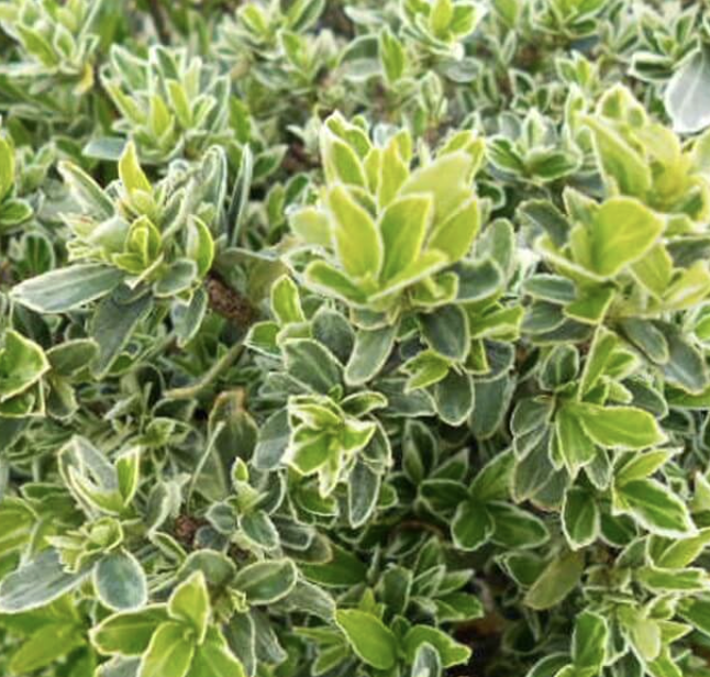 Euonymus J. 'Microphyllus Variegatus'