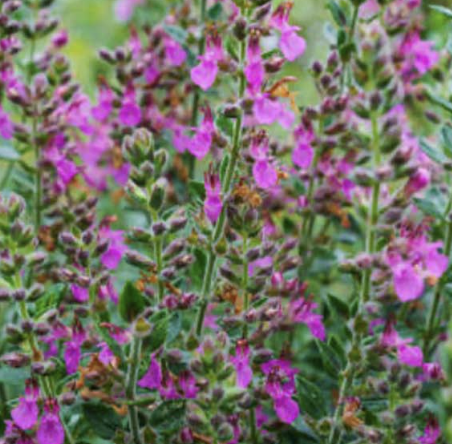Teucrium chamaedrys ‘Prostratum’ (Creeping Germander)